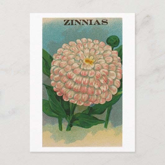 roze zinnia zaadpakket briefkaart (Voorkant)