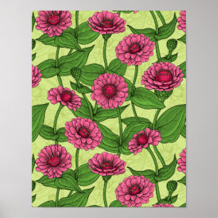 Roze Zinnias op lichtgroen Poster