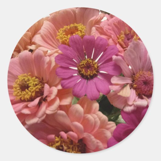 Roze Zinnias Sticker (Voorkant)