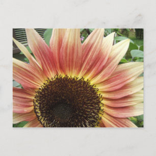 Roze zonnebloem 51 ~ briefkaart