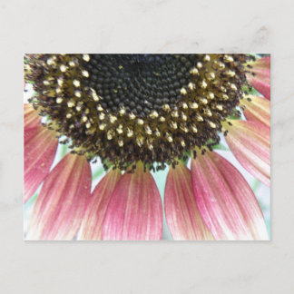 Roze zonnebloempitten Briefkaart