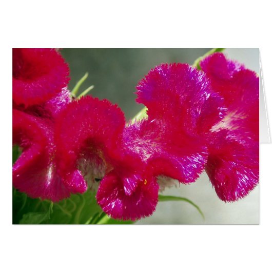 Roze zwakkere Kaart (Voorkant Horizontaal)