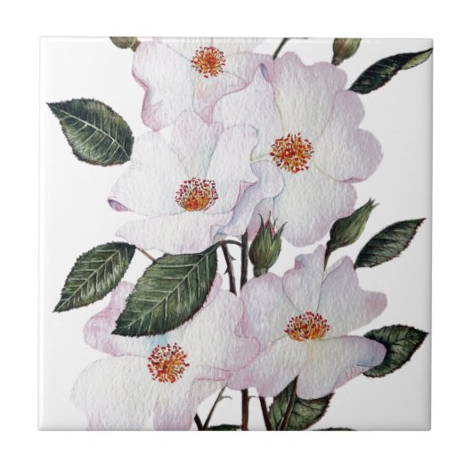 Rozen "Ballerina" - Floral Art Tegeltje (Voorkant)