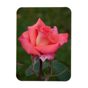 Rozen betekenen liefde! magneet