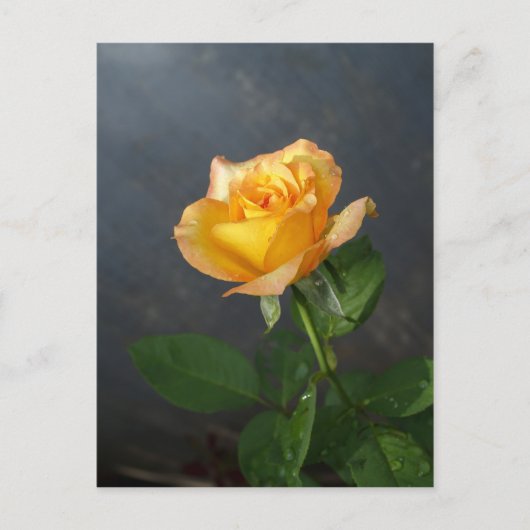 rozen bloem briefkaart (Voorkant)