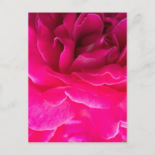 Rozen bloem briefkaart