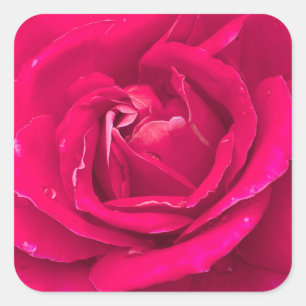 Rozen bloem vierkante sticker