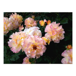 Rozen bloemen, roze gele rozen foto afdruk