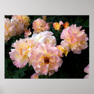 Rozen Bloemen, Roze Gele Rozen Poster