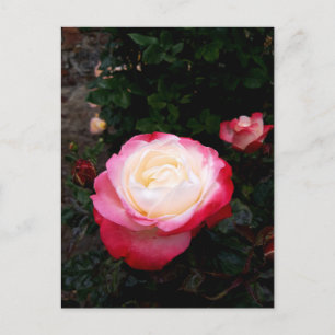 Rozen bloemen, roze rode witte rozen briefkaart