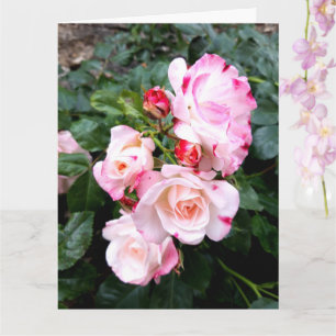 Rozen bloemen, roze rode witte rozen kaart