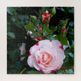 Rozen bloemen, roze rode witte rozen legpuzzel