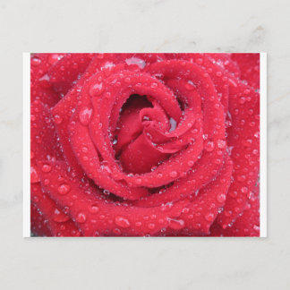 rozen bloesems bloesems bloesems waterdruppeltjes briefkaart