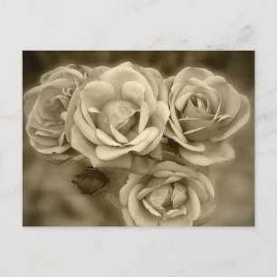 Rozen Briefkaart