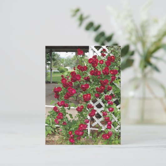 Rozen Briefkaart (Staand voorkant)