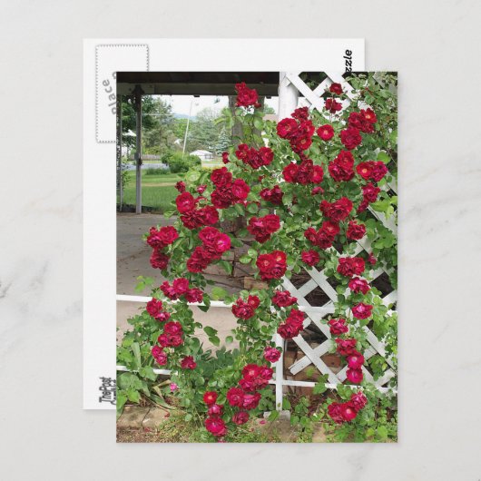 Rozen Briefkaart (Voorkant / Achterkant)