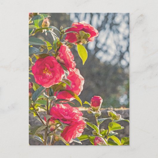 Rozen briefkaart (Voorkant)