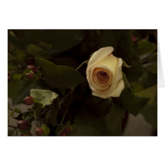 Rozen en bessen - Roze Roos voor de vrede