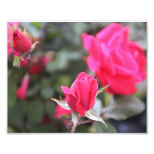 Rozen Foto Afdruk (Voorkant)