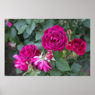 Rozen Foto Poster