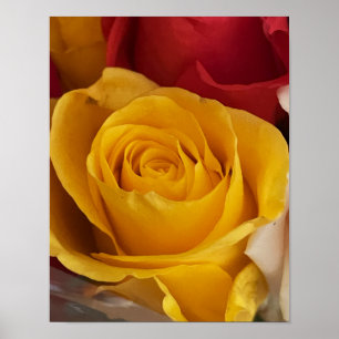 Rozen Foto Poster