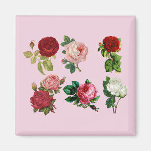 rozen galore magnet magneet