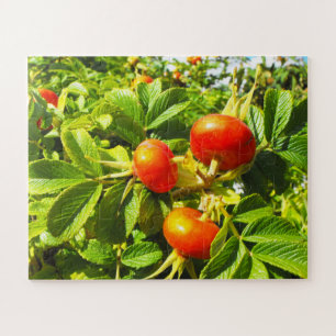 Rozen heupen legpuzzel