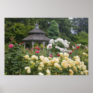 Rozen in bloei en Gazebo Roos Garden bij Poster