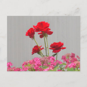 Rozen knoppen die uitbarsten van Hydrangea Lace Pe Briefkaart