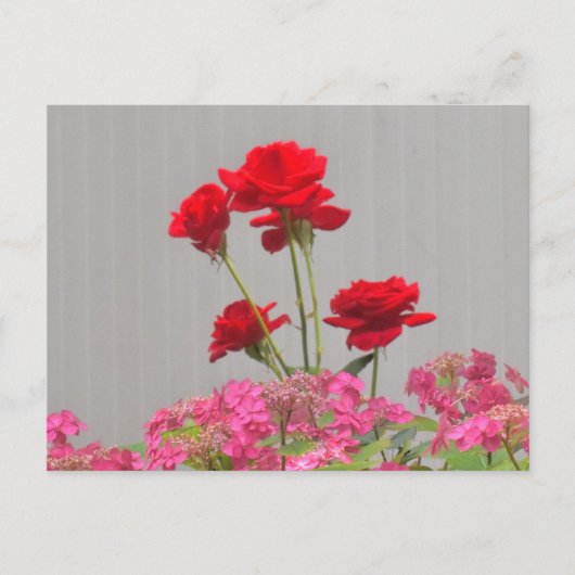 Rozen knoppen die uitbarsten van Hydrangea Lace Pe Briefkaart (Voorkant)