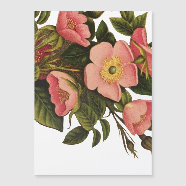  Rozen Mooi Roze Botanisch (Voorkant)