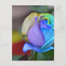 Rozen Natuur Landschappen Gefeliciteerd Glimlach Briefkaart