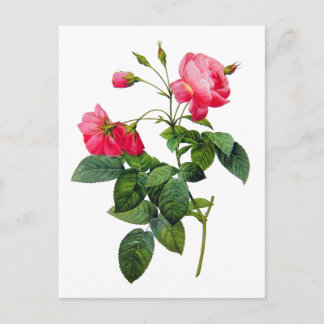 Rozen omleiden briefkaart