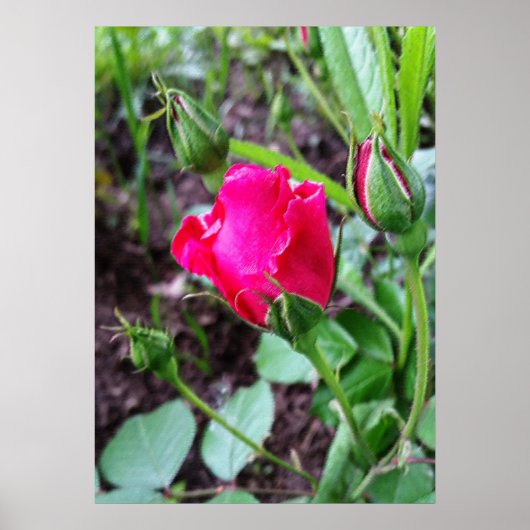 rozen pastel bloeien poster (Voorkant)