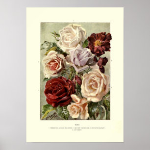 Rozen Poster