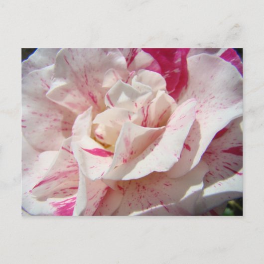 ROZEN Roze Witte Rozenbloemen 1 Kaarten Geschikt v (Voorkant)