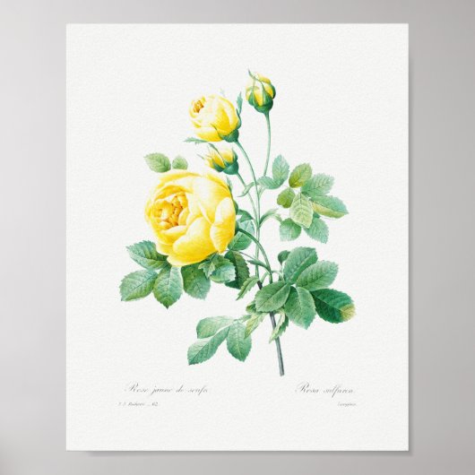  rozen van Floral Geel Poster (Voorkant)