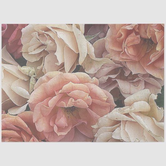 rozen van grote tuinen, zachte perziken tissuepapier (Voorkant)
