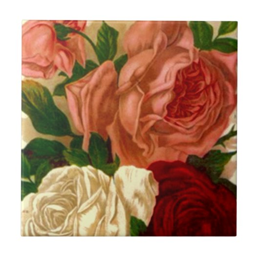 Rozen van Heirloom Antiek Oud Blush Roos Tile Tegeltje (Voorkant)