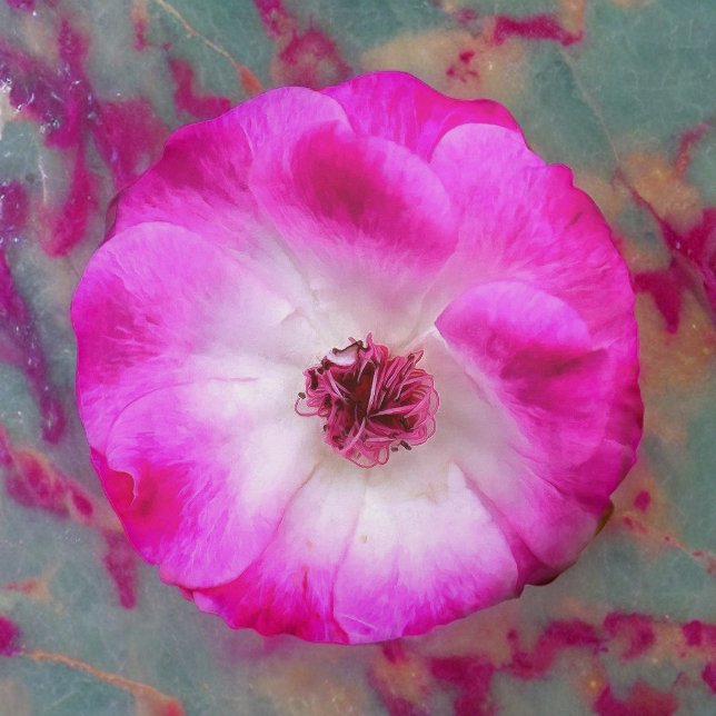 Rozen van Pink Iceberg Rond Kussen (Creator heeft geüpload)