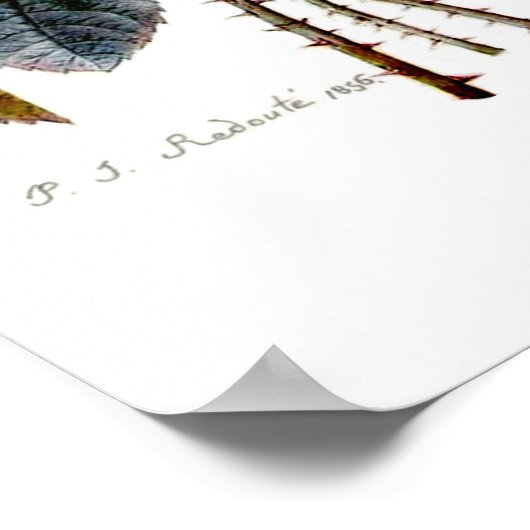 Rozen van Redoute Poster (Hoek)