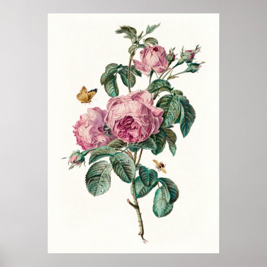Rozen & Vlinders  Botanische Kunst Print (Voorkant)