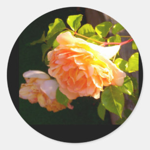 Rozen voor landdoorsnede ronde sticker