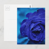 Rozen zijn blauw briefkaart (Voorkant / Achterkant)