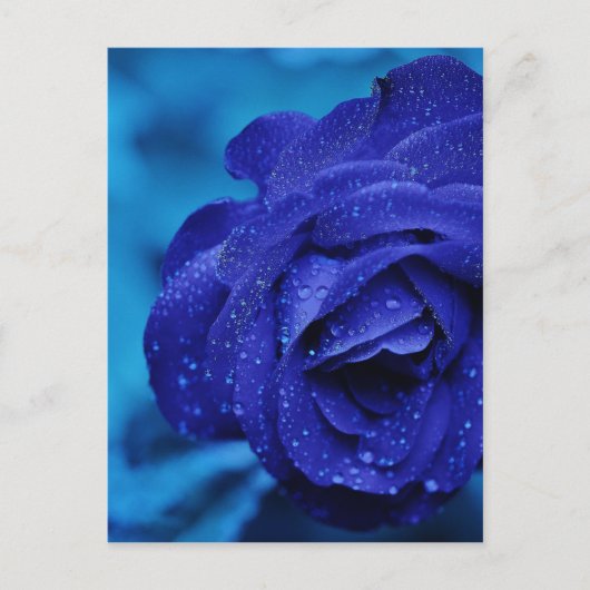Rozen zijn blauw briefkaart (Voorkant)