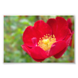 Rozen zijn rode foto's foto afdruk