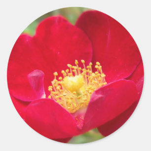 Rozen zijn rode stickers
