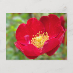 Rozen zijn rood Briefkaart