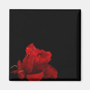 Rozen zijn rood magneet