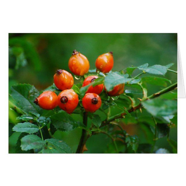 Rozenbottel na regen 3 (Voorkant Horizontaal)